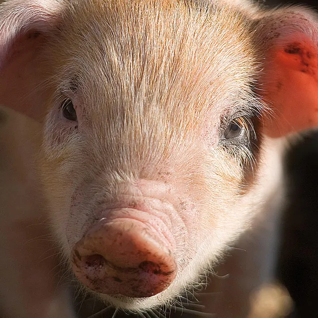 Bodensystem Ferkelstall