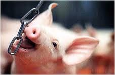 Tierwohl / Silos / Wasserversorgung / Türen / Gülletechnik