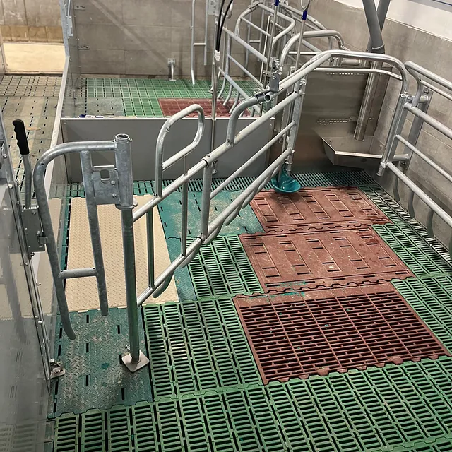 Bewegungsbucht im Abferkelstall