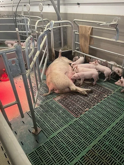 Bewegungsbucht im Abferkelstall